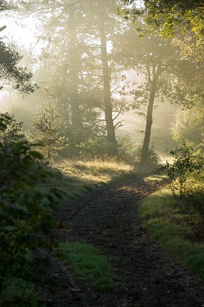 AL01.jpg - Mist met zonnestralen is altijd een mooie combinatie. Mooi sfeer plaatje. En goed belicht.