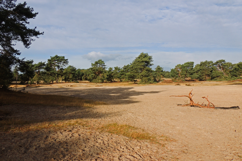 AH02.jpg - Heel goed belicht. Ik had alleen geprobeerd om een dusdanige compositie te maken dat de horizon niet precies in het midden liep. Door hier bijvoorbeeld met de camera vlakboven de grond de foto te maken had je een heel ander perspectief kunnen krijgen.          