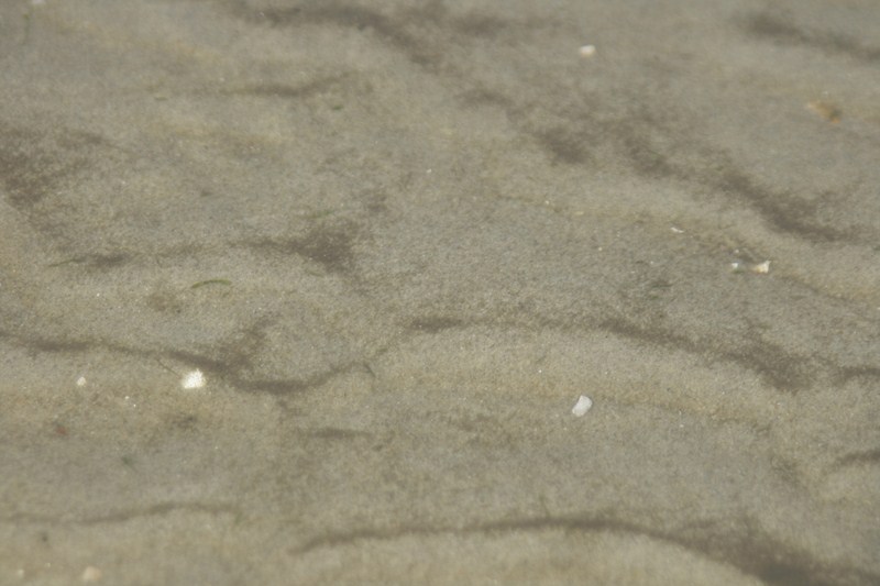 AP02.JPG - Het beeld is wat wazig, maar het ziet er naar uit dat deze zandstructuur onderwater zit. Goed belicht en vanuit een goed standpunt gemaakt zofat er geen reflectie op het wateroppervlak aanwezig is.