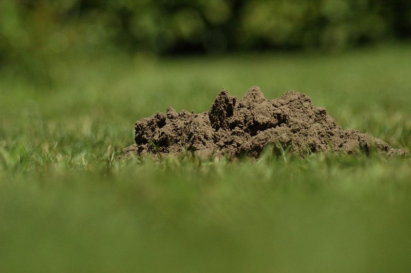 AU03.JPG - Hier heeft de wat langere brandpunt afstand en de relatief grote lensopening er voor gezorgd dat alleen de molshoop er qua scherpte uitspringt. Heel mooi.