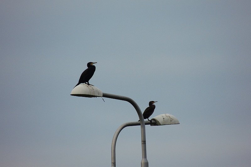 AB01.jpg - Door de lichte lucht als achtergrond zijn de Aalscholvers wel wat te donker. +1 belichtingscorrectie  zou de zwarte vogels veel beter gedetailleerd laten zien. Alleen zouden dan de lantaarn lampkoppen wel erg licht zijn geworden. Dus zou +0.3 of +0.7 waarschijnlijk het beste compromis zijn geweest.          