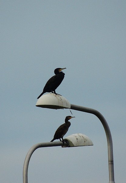 AB02.jpg - Wat de compositie betreft vind ik deze foto mooier. Wat de belichting betreft zit hier in de achterste vogel al wat meer detail.