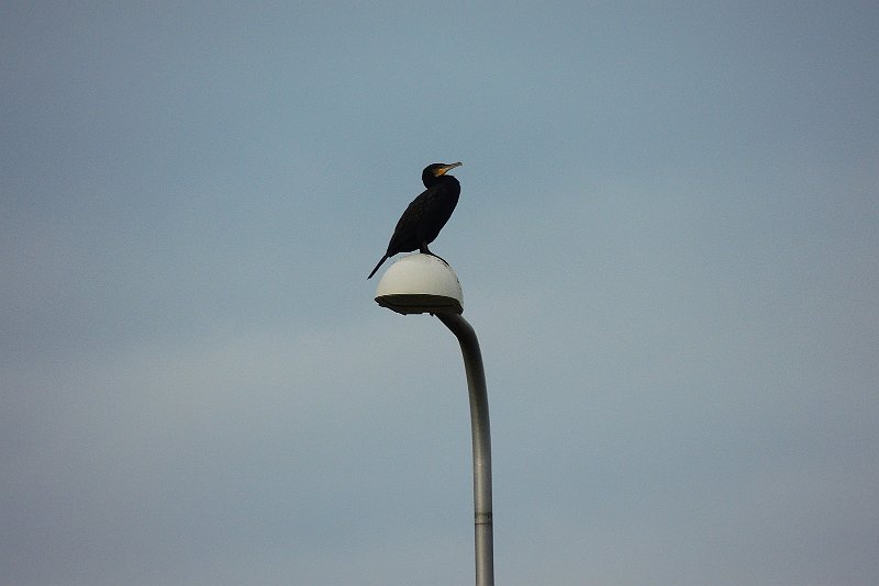 AB03.jpg - In vergelijking met de vorige twee foto's wel erg veel "kale" lucht.          