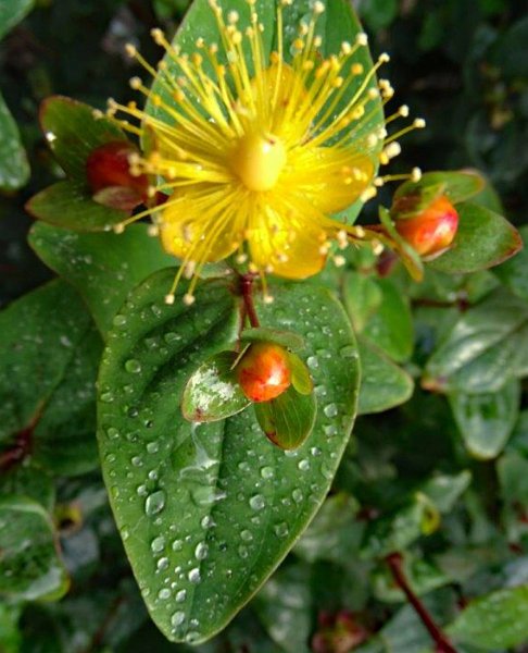 AD02.jpeg - Ik denk dat ik bij deze foto zou hebben gekozen voor of alleen het groene blad met druppels en vrucht, of beide bladen en bloem helemaal in beeld.