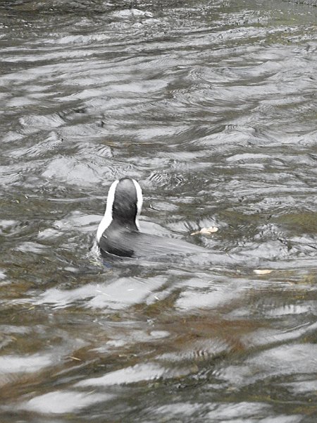 AE03.jpg - Het duurde even voor ik zag dat het een zwemmende pinguin is. Door de relatief lange sluitertijd is de pinguin net niet helemaal scherp maar het water om hem heen is nog net wel "bevroren".