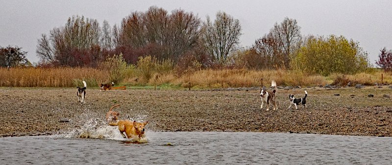 AG02.jpg - Dat is nat en als je niet uitkijkt word je zelf ook nog nat zodra hij het water weer uit is.