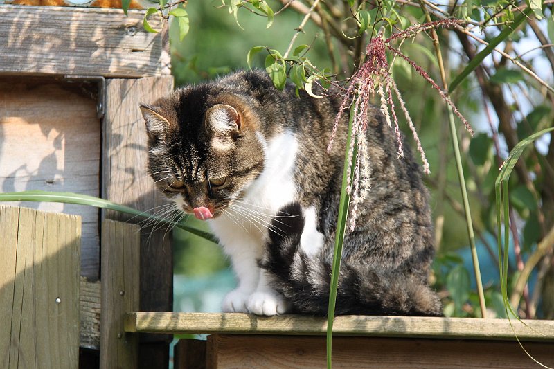 AA03.jpg - Voor welke muis likt deze kat z'n bek af?