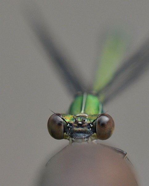 AD01.JPG - Deze closeup van de kop van een Groene Pantserjuffer is heel mooi van scherpte. Persoonlijk ben ik een liefhebber van symmetrie, en zou ik hier hebben gekozen voor een vierkante uitsnede.