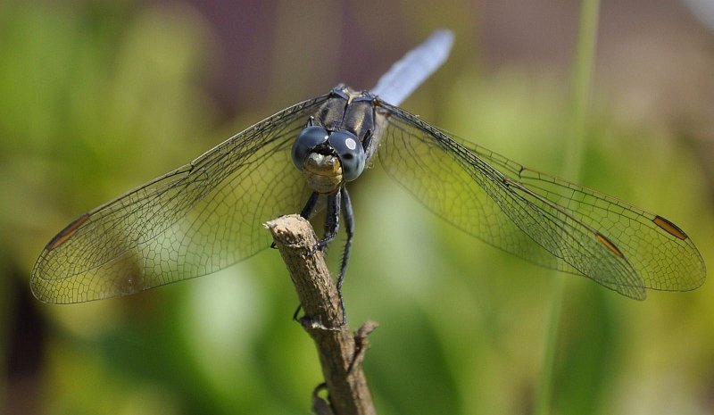 AD03.jpg - Heel mooi deze closeup van de Blauwe Oeverlibel.