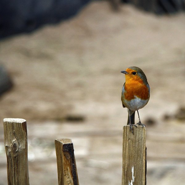 AE02.jpg - Heel eigenwijs kunnen Roodborstjes zitten te kijken naar wat jij aan het doen bent. Ondanks de ruimte om de vogel heen toch een goede compositie. Alleen vind ik persoonlijk het donkere bovenstuk wat onrustig.