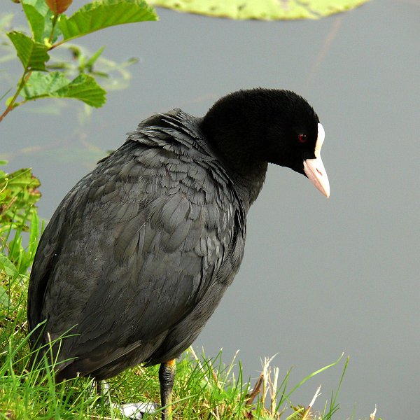 AE03.JPG - Mooi die vierkante uitsnede van deze Meerkoet. Het zwart van de kop is wat aan de donkere kant, maar lichter maken zou hier geen goed resultaat hebben gegeven. De vleugels zouden dan veel te bleek zijn geworden.