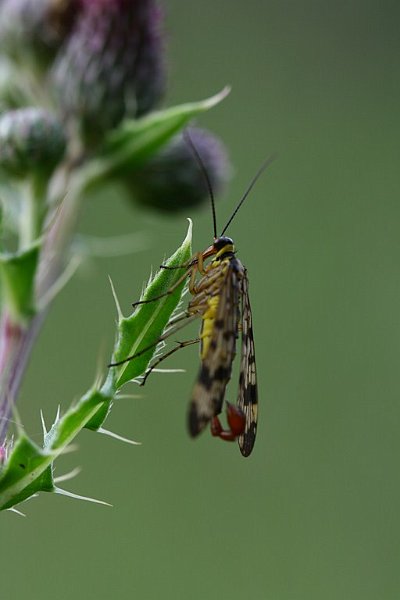 AF01.JPG - Mooi deze macro opname van een Schorpioenvlieg. Met een iets kleinere lensopening ca. F11 had de voorste vleugel ook net scherp geworden.