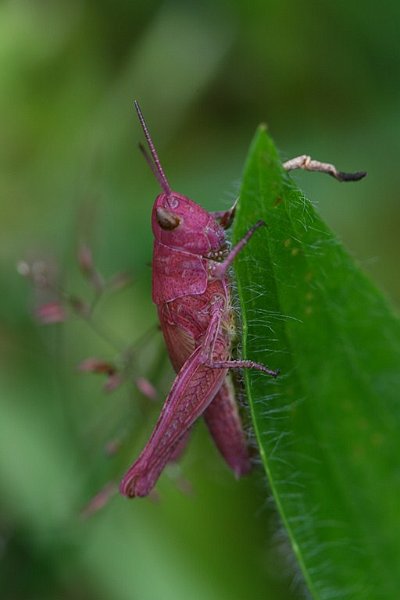 AF03.JPG - Deze roze sprinkhaan is een kleur variant die soms voorkomt bij een paar soorten veldsprinkhanen. Wel mooi dat die nu net zo op dat knalgroene blad zit, waardoor het roze nog sterker naar voren komt.