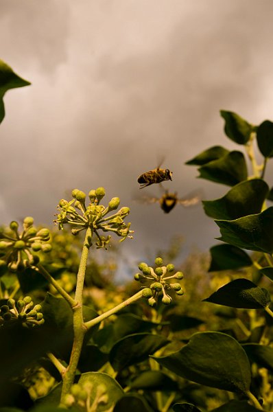 AG03.jpg - Ondanks de 1/800 ste seconde zijn de vleugels van deze zweefvlieg (soortnaam: Blinde Bij) nog steeds niet scherp. Maar wat wil je ook dit diertje kan stil hangen in de lucht waarbij de vleugels ongeveer 2000x per seconde op en neer gaan. Deze vleugels zouden alleen met een goed ingestelde flitser op de camera misschien scherp kunnen worden.