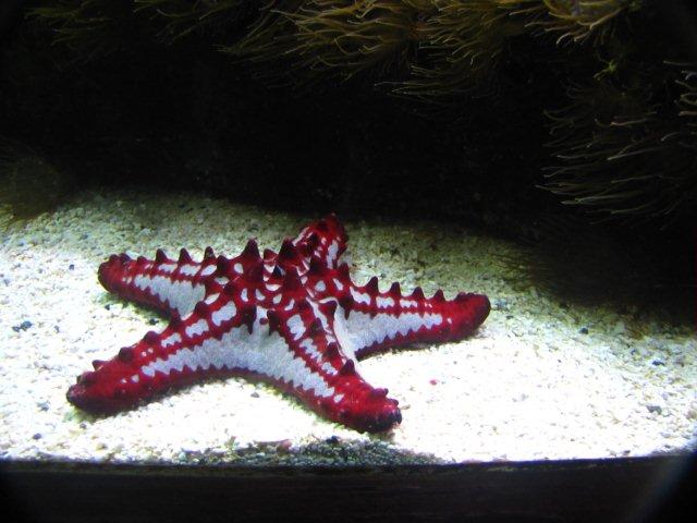 AH02.JPG - In de dierentuin kan je in het aquarium vaak hele mooie opnamen maken als je wat geduld hebt. Bij zo'n zeester gaat het wat makkelijker, doordat deze dieren niet zo snel bewegen. Goed belicht.