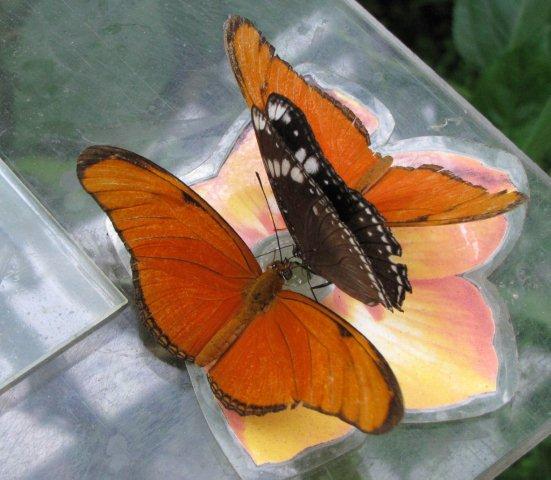 AH03.jpg - 3 Vlinders verdringen zich hier in de vlindertuin om een kunstbloem gevuld met suikerwater.
