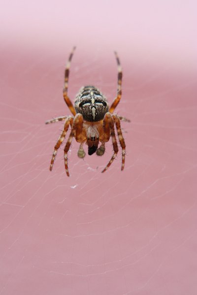 AJ01.jpg - Door de behoorlijke vergroting is deze Kruisspin niet helemaal scherp. Zelf met een nog kleinere lensopening zal het diertje waarschijnlijk nog niet helemaal scherp worden.