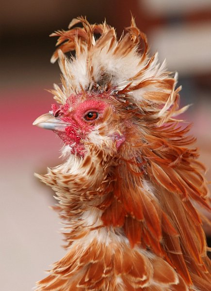 AL02.jpg - Deze portret opname van een Punker onder de kippen is erg mooi. Ook een mooie onscherpe achtergrond.