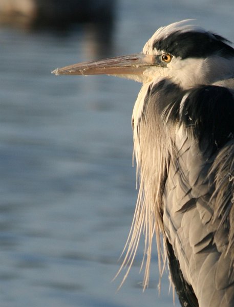 AL03.jpg - Al wat later op de dag (het licht begint al iets geel te worden) Een mooie uitsnede van deze Blauwe Reiger.