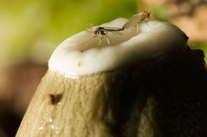 AM01.jpg - Twee parende muggen op het bovenste topje van een Stinkzwam. Wat de compositie betreft vind ik het jammer dat deze muggen zo hoog in het beeld zitten. En met een wat hoger camera standpunt kun je er wat schuiner op fotograferen, waardoor je automatisch ook wat meer scherptediepte krijgt.