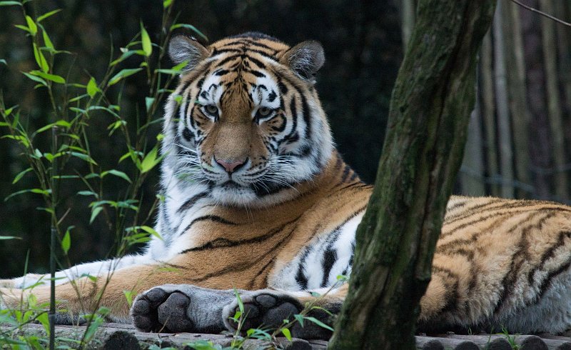 AM03.jpg - Heel mooi belicht deze Tijger. Ondanks de donkere achtergrond toch een goede doortekening in het hele dier.