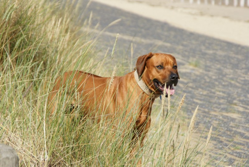 AN03.jpg - Mooie foto van de hond. Wat de compositie betreft had ik, denk ik aan de linker en bovenkant het wat krapper in beeld gezet.