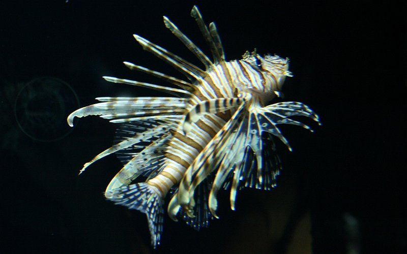 AP01.JPG - Dit kost vaak meer moeite om in het aquarium zwemmende vissen goed scherp op de foto te krijgen.