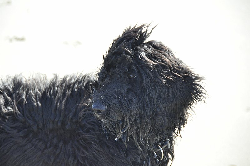 AA01.jpg - Ondanks de enorme hoeveelheid tegenlicht en de zwarte hond toch een dusdanige belichting dat alle details in de hond zichtbaar zijn.