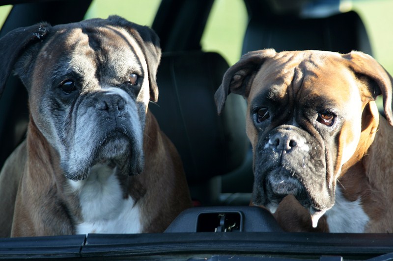 AD01.JPG - Door de automatische belichting zijn de honden iets te licht. Er zit nog al veel donkere auto omheen.