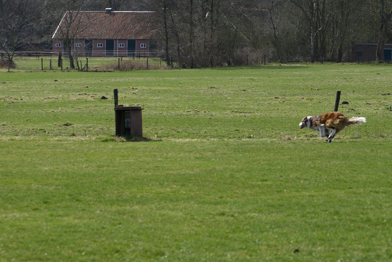 AD02.JPG - Jammer dat er niet iets meer is ingezoomd. Nu zit er wel erg veel omgeving op deze mooie aktie foto.