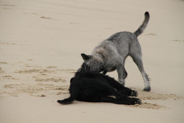 AE03.jpg - Ik denk dat voor de compositie de twee honden aan de linkerkant de ruimte zouden moeten hebben die ze nu rechts hebben. Ondanks een lastige achtergrond al dat zand toch goed belicht.