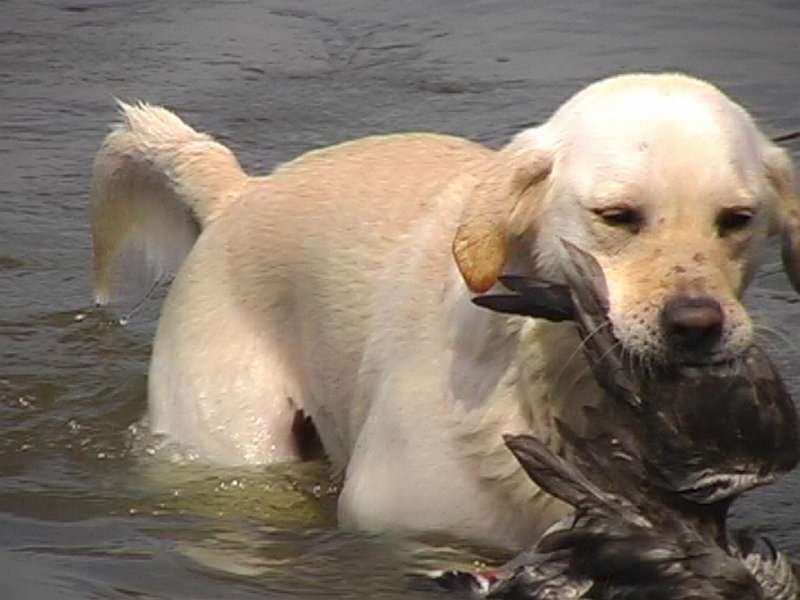 AF03.jpg - Jammer dat deze foto niet helemaal scherp is. De hond had beter links niet helemaal op de foto kunnen staan, en zijn kop rechts er wel helemaal op. Belichting is weer helemaal goed.