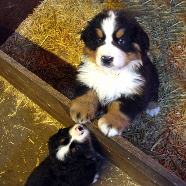 AK01.jpg - Aaibaarheidsfactor 100! Dit soort pluizige pups hebben een hoog ah wat schattig gethalte. Voor de manier waarop de twee pups staan kan dit camera standpunt wel, maar vanuit een laag standpunt had het laag voor de plank en hoog boven de plank uitsteken nog duidelijker in beeld gekomen. Alleen moet je met pups dan wel gebruik maken van een wat langer brandpunt. En dan de foto van een grotere afstand nemen. Anders komen ze al snel naar je toe rennen.