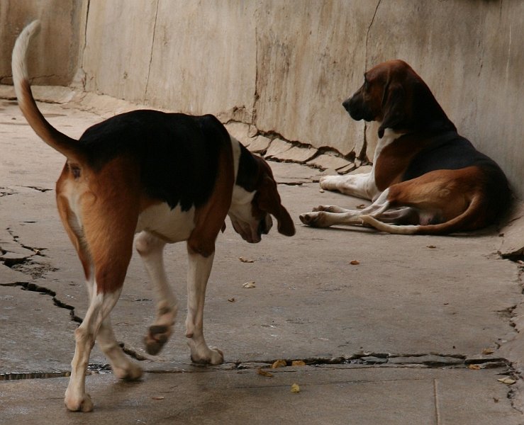 AL02.JPG - De honden zijn hier net iets te donker. Vaak helpt het om even een geluid te maken, zodat de honden naar de camera kijken.