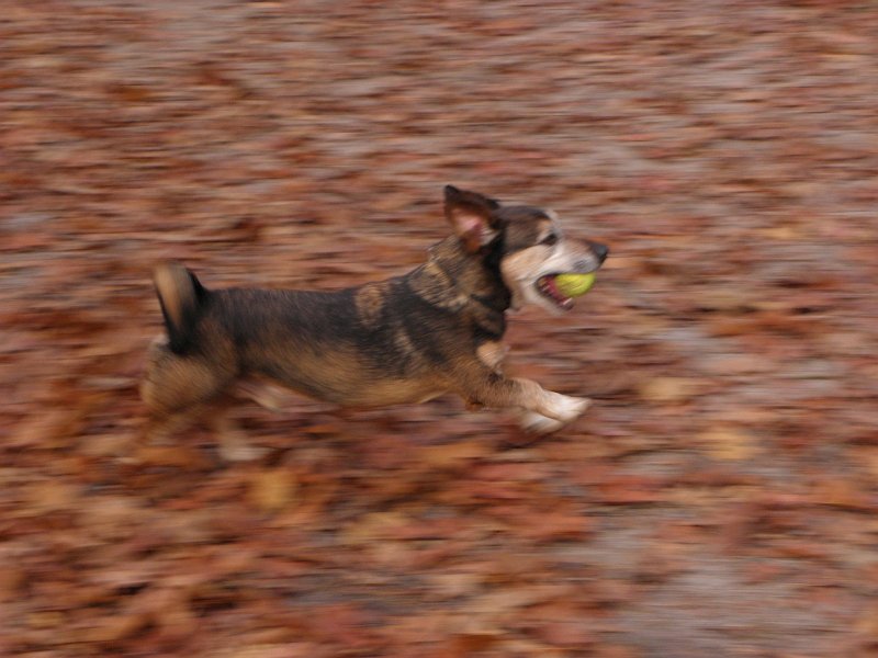 AN01.jpg - Goed meebewogen. Alleen had een wat kortere sluitertijd (iets hogere ISO waarde) de hond scherper in beeld gezet.