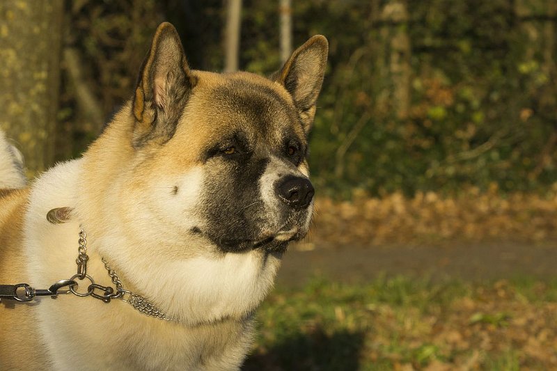 AO03.jpg - Wat een mooie haarscherpe opname. Ook goed dat er in de kijkrichting van de hond voldoende ruimte is.