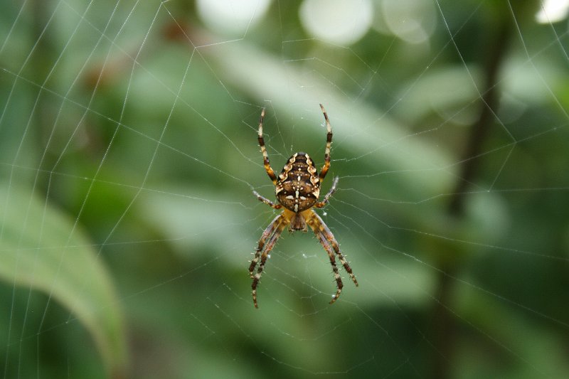 AA01.JPG - Jammer dat deze Kruisspin net niet helemaal scherp is. Het is ook lastig, want met het minste of geringste beetje wind wappert het web al heen en weer en dan zit je met macro al heel snel buiten je scherpte gebied. 