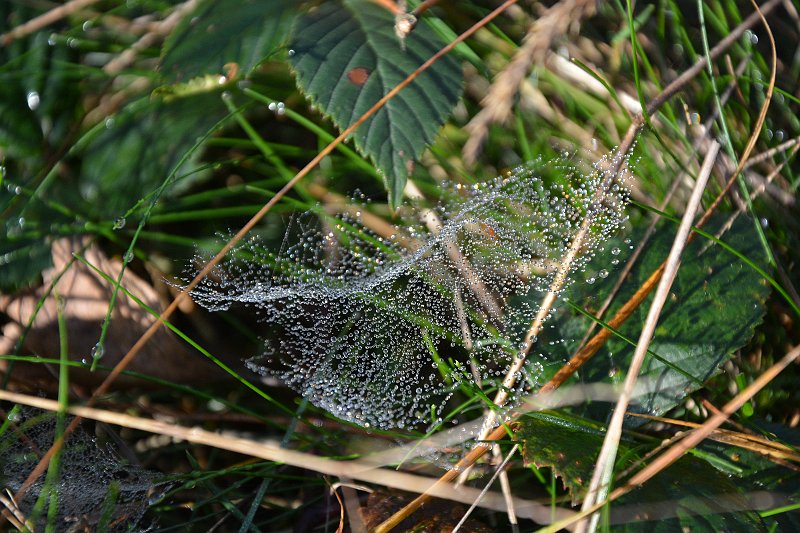 AB01.JPG - Zo'n spinnenweb met allemaal druppeltjes is altijd de moeite waard om mee te gaan experimenteren. Bij deze zou ik hebben geprobeerd om door een iets ander camera standpunt meer donkere achtergrond achter het web te hebben gekregen. Daardoor komen de druppeltjes nog beter uit.