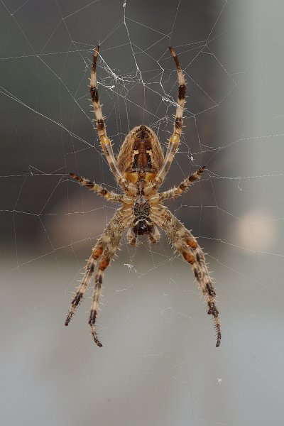 AC02.JPG - In vergelijking met de vorige foto komt door de andere achtergrond en lichtval de zelfde spin (maar nu aan de onderkant bekeken) heel anders wat betreft helderheid en detaillering in beeld.