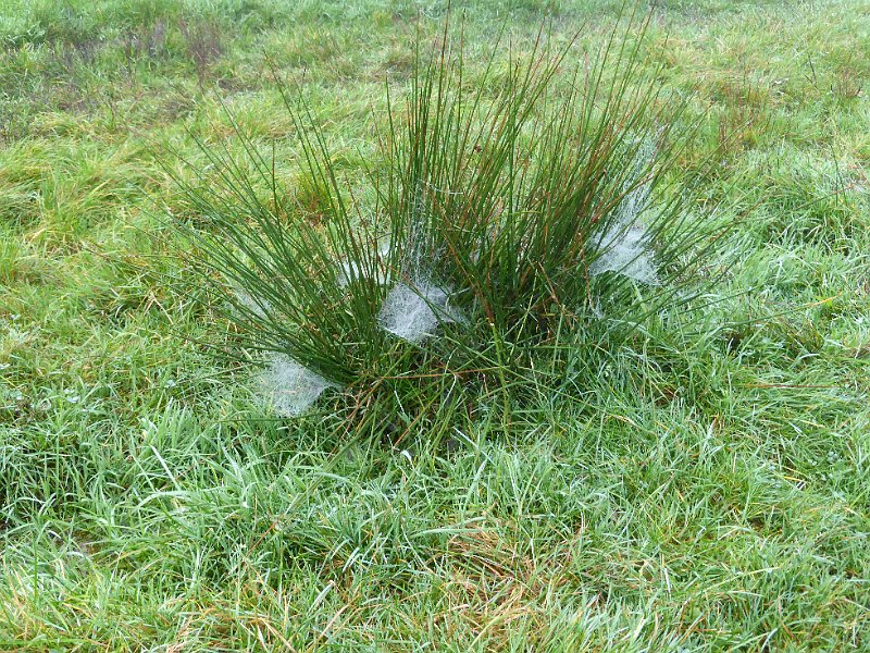 AD02.jpg - Door de grotere afstand is hier de scherpte wat gunstiger. Ik had de pol met de spinnenwebben alleen wat lager in beeld gezet. Nu heb je relatief veel niet belangrijk gras op de voorgrond.