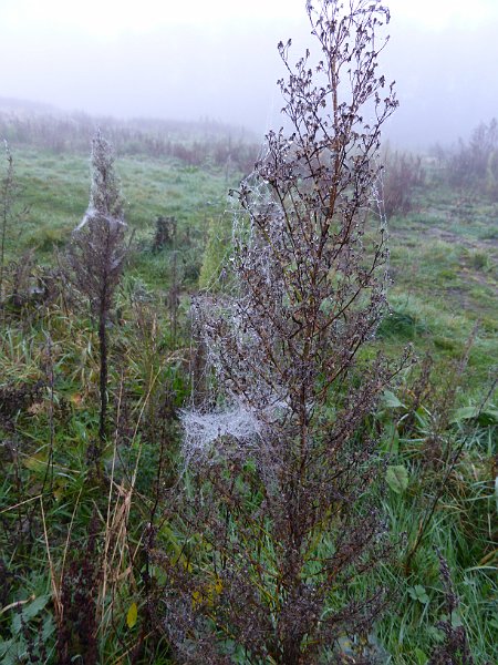 AD03.jpg - Een mooi "besponnen" plant, maar een beetje rommelig beeld. Hier had je beter dichterbij kunnen gaan om wat meer detail te krijgen.