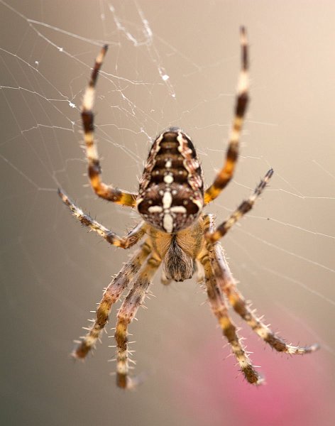 AE02.jpg - Alles is hier goed, belichting achtergrond, alleen is de lensopening te groot waardoor er bij zo'n macrostand te veel van de spin onscherp is helaas.