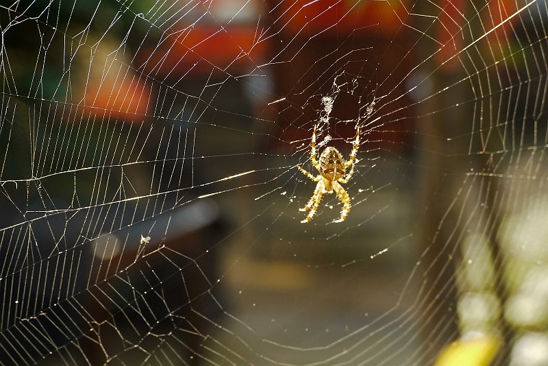 AG01.jpg - Door het tegenlicht komen de draden van het web en de beharing van de spin goed uit. Alleen ligt de scherpte aan de linker en bovenrand van de foto, daardoor is de spin jammer genoeg al niet helemaal scherp meer.