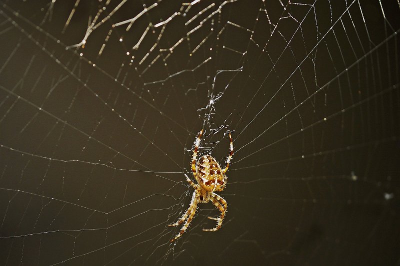 AG03.jpg - Door deze heel donkere achtergrond valt de spin extra goed op.