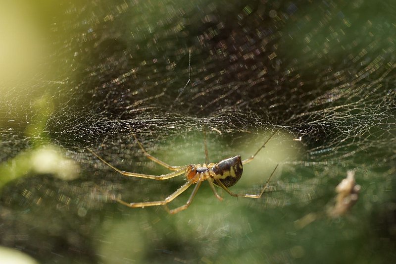 AI03.JPG - Deze hangt wel heel mooi aan het web. Mooi van belichting en de scherpte zit mooi over het lijf van de spin. Dat de uiterste uiteinden van de poten niet helemaal scherp zijn is minder erg.