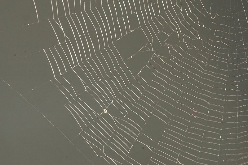 AJ01.jpg - De scherpte van het web loopt prachtig over het hele beeld. Alleen als ik goed kijk lijkt het als of er wat stof op je beeldsensor zit. (De hier en daar zichtbare wazig zwarte vlekjes.) Deze vlekjes vallen sterker op als je een kleine diafragmaopening gebruikt. (Groot getal.) Advies om je camera even weg te brengen om de sensor te laten schoonmaken.
