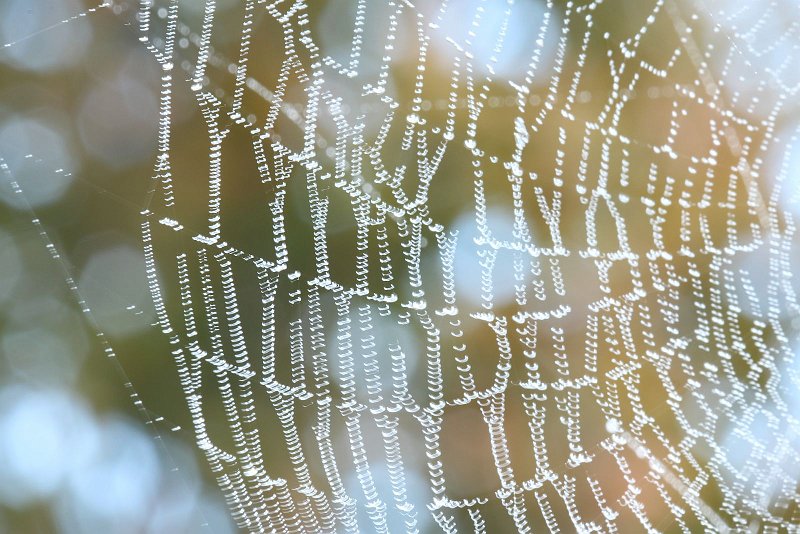 AL02.jpg - Door de lange belichtingstijd is er wat beweging in het web, waardoor de lichtvlekjes op de druppels net boogjes zijn. Ondanks het feit dat je eigenlijk zou zeggen dat de foto is mislukt, heeft hij wel iets speciaals door dit effect.