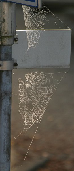 AM01.jpg - Leuk dze twee spinnenwebben met tegenlicht in deze uitsnede.