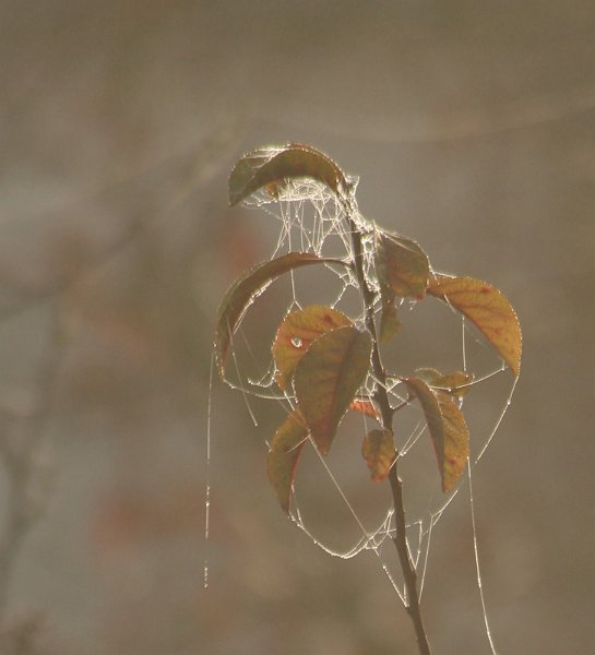 AM03.jpg - Heel mooi wat betreft belichting en compositie deze tak met spinnenweb draden en tegenlicht.