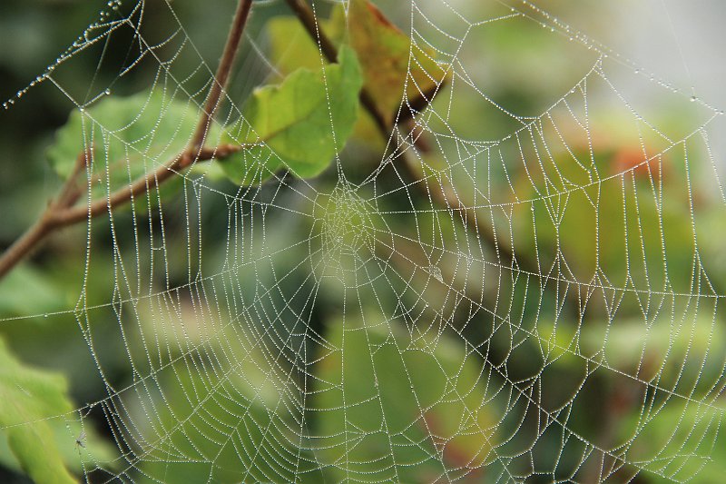 AN01.JPG - Doordat ook hier het spinnenweb niet parallel met de camera zat is er aan de linkerkant net wat minder scherpte in vergelijking met de rechterkant. Afhankelijk van het gebruikte objectief had ik geprobeerd om meer in te zoomen en verder weg te gaan staan om zo te proberen de achtergrond nog onscherper te krijgen. Nu is de achtergrond nog al onrustig.